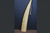 Large Scrimshaw Walrus Tusk, c1870
