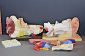 Eight medical anatomical model teaching aids, c1960